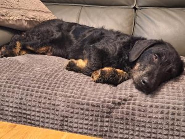 Bernysucht eine liebe Familie