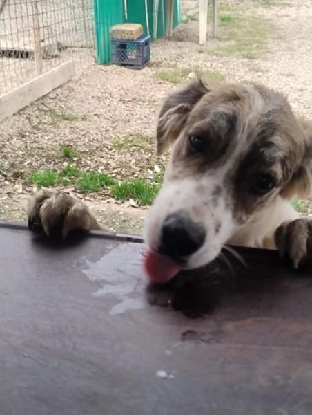 Mila 💚💚💚 Süßes Hundekind