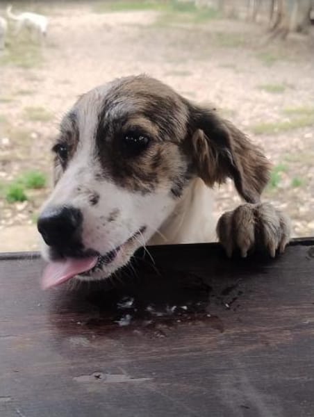 Mila 💚💚💚 Süßes Hundekind