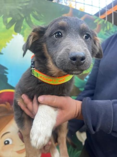 Harry sucht ein Zuhause