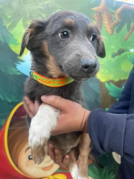 Harry sucht ein Zuhause