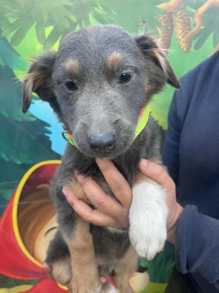 Harry sucht ein Zuhause