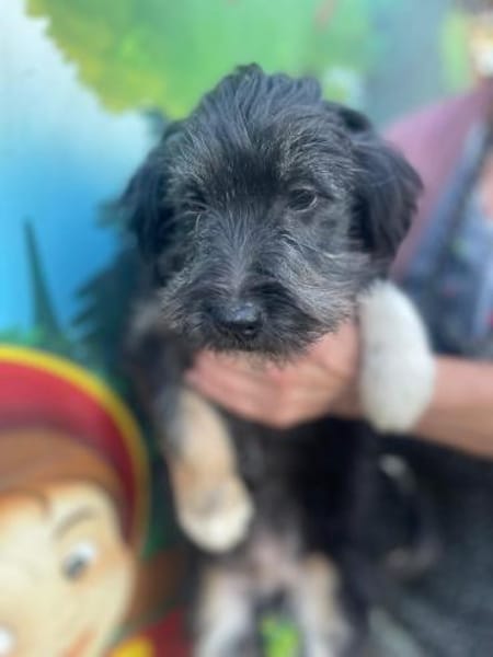 Hugo sucht ein Zuhause