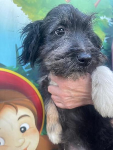 Hugo sucht ein Zuhause