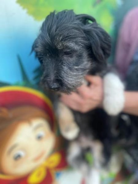 Hugo sucht ein Zuhause