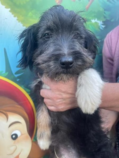 Hugo sucht ein Zuhause