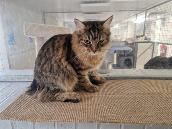 DACHSIE (réservée)