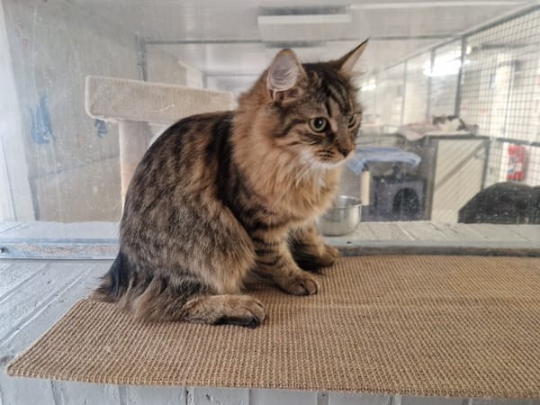 DACHSIE (réservée)