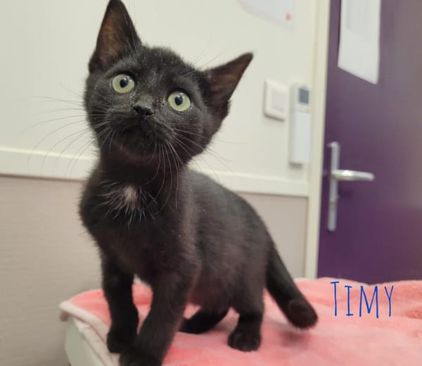 Timy