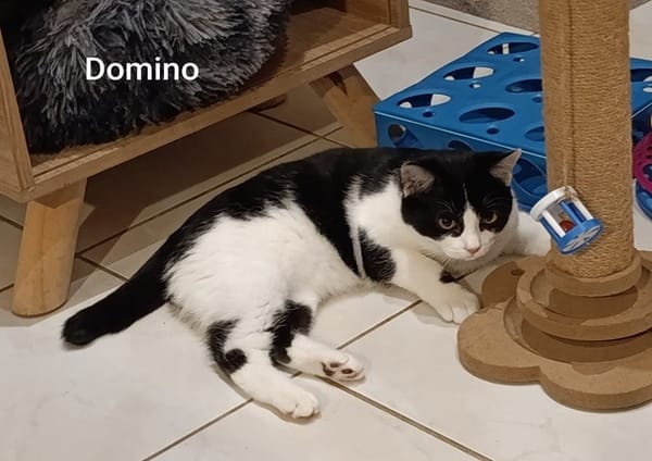 DOMINO