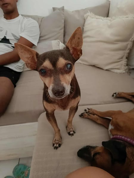 DAISY la belle chihuahua