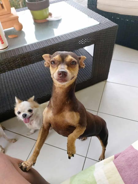 DAISY la belle chihuahua