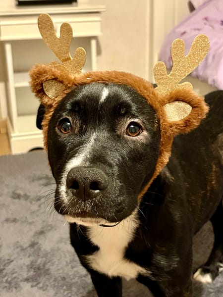 🐾 À L’ADOPTION : Aika 🌺