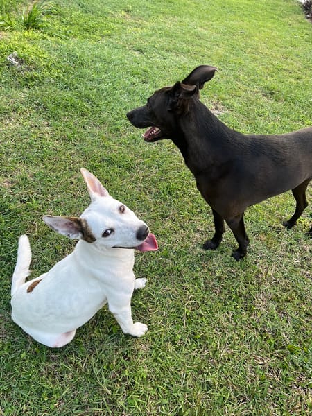 🐾 À L’ADOPTION – FÉFÉ, la complice idéale pour toutes vos aventures ! 🐾