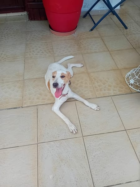 🐾 À L’ADOPTION – KARA, douceur et équilibre au rendez-vous ! 🐾