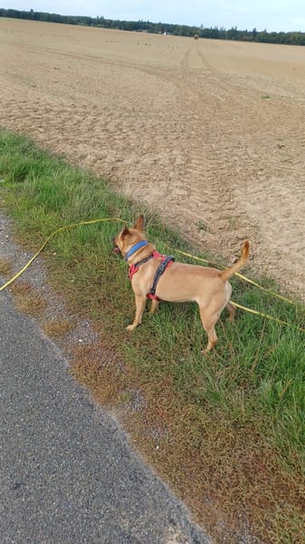 Leidy, femelle croisée créole, née le 26/02/2023 🌸