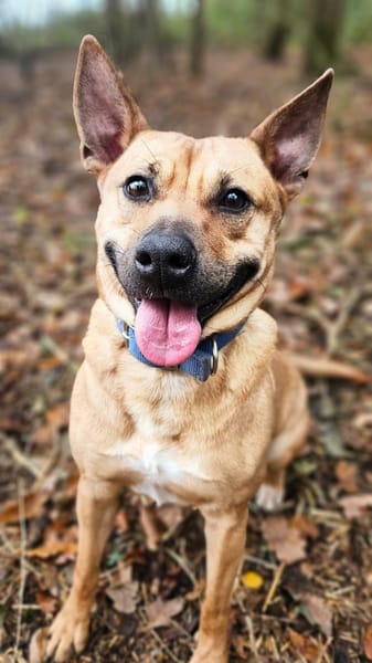 Leidy, femelle croisée créole, née le 26/02/2023 🌸