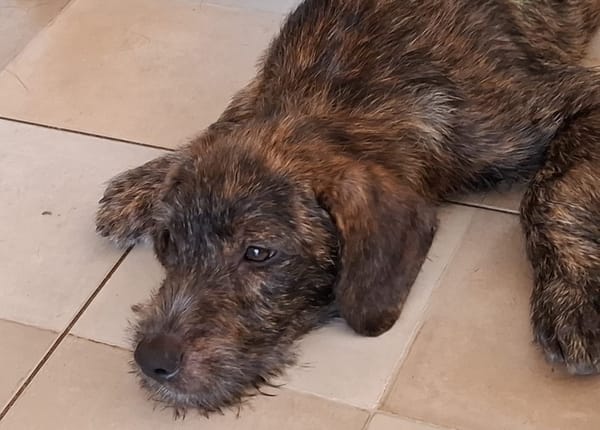 DAÏQUIRI, chiot femelle croisée