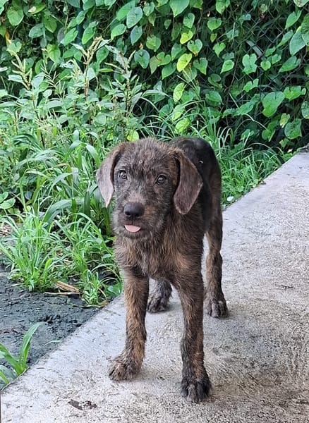 DAÏQUIRI, chiot femelle croisée