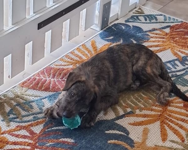 DAÏQUIRI, chiot femelle croisée