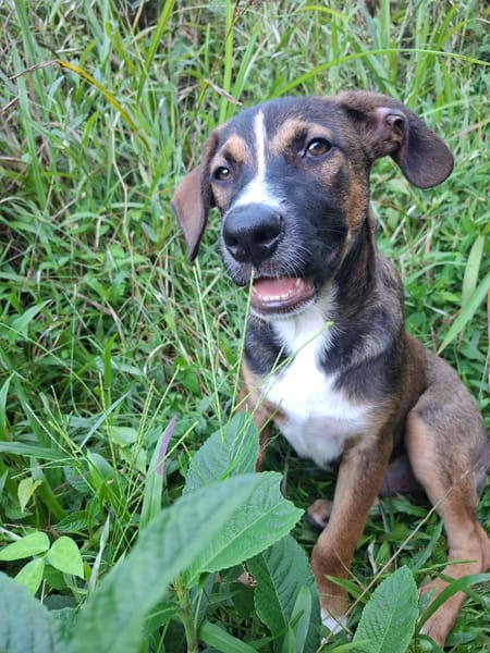 YUKI, chiot Berger Créole mâle