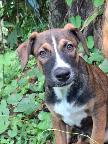 YUKI, chiot Berger Créole mâle