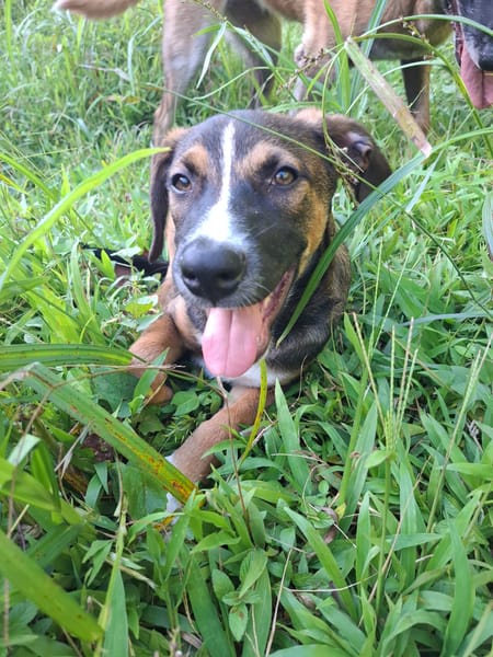 YUKI, chiot Berger Créole mâle
