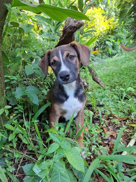 YUKI, chiot Berger Créole mâle