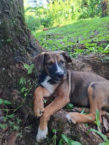 YUKI, chiot Berger Créole mâle