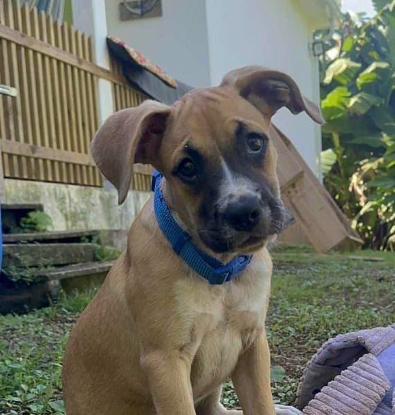 ARLEY, chiot femelle croisé Boxer