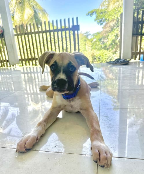 ARLEY, chiot femelle croisé Boxer