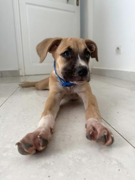 ARLEY, chiot femelle croisé Boxer