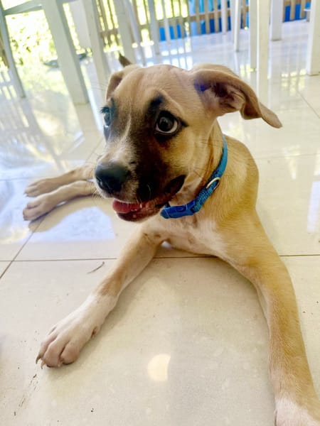 ARLEY, chiot femelle croisé Boxer