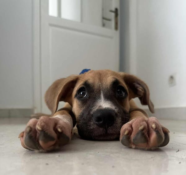 ARLEY, chiot femelle croisé Boxer