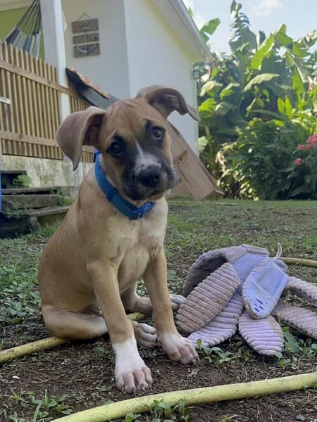 ARLEY, chiot femelle croisé Boxer