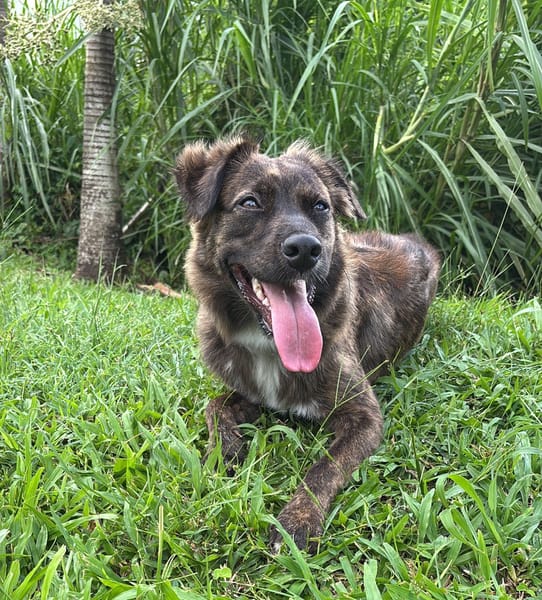 KIRA, Femelle junior Berger Créole