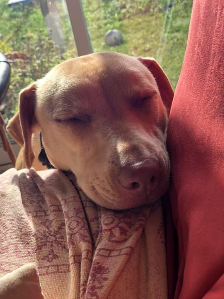 PHOENIX Croisée Labrador Femelle junior