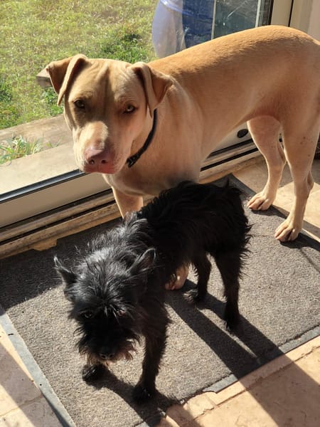 PHOENIX Croisée Labrador Femelle junior