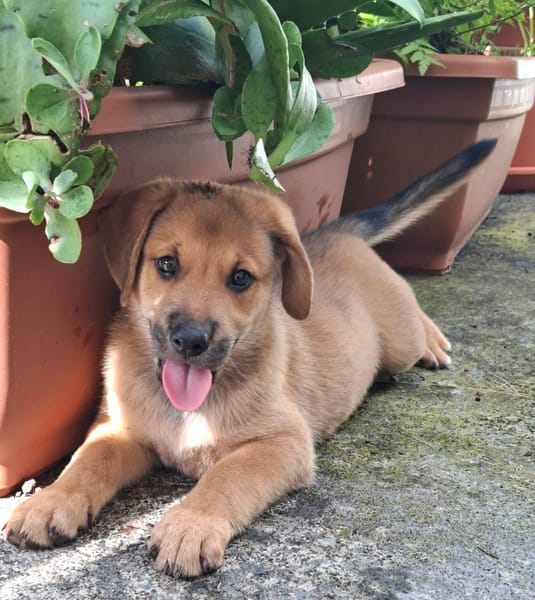 DJANGO, chiot mâle Berger Créole