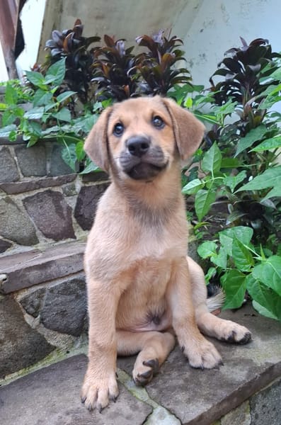 DJANGO, chiot mâle Berger Créole