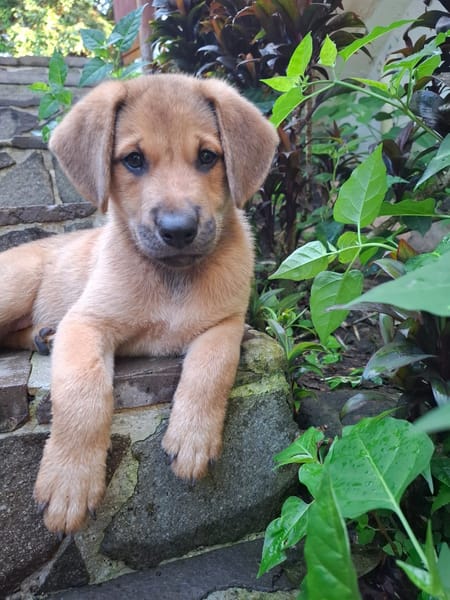DJANGO, chiot mâle Berger Créole