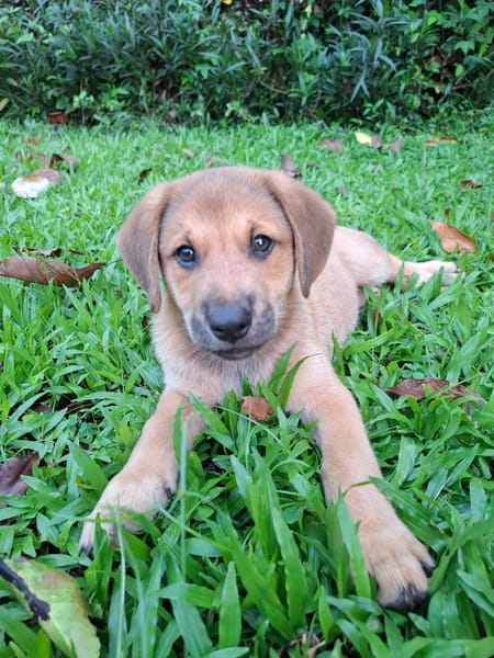 DJANGO, chiot mâle Berger Créole