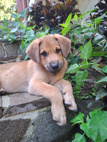 DJANGO, chiot mâle Berger Créole