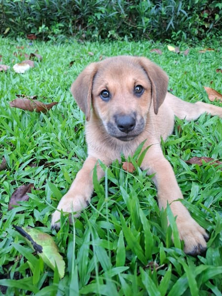DJANGO, chiot mâle Berger Créole