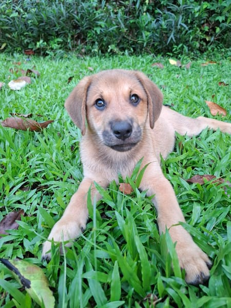 DJANGO, chiot mâle Berger Créole