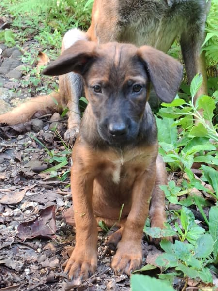 LUMA, chiot Berger Créole femelle