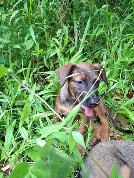 LUMA, chiot Berger Créole femelle