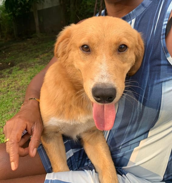 KIBA, Mâle berger créole junior