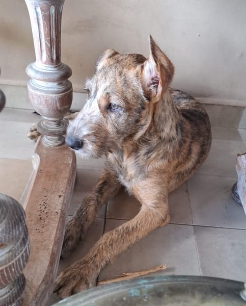 MARGARITA, chiot femelle croisée