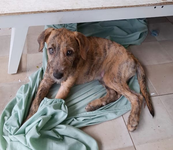 MARGARITA, chiot femelle croisée